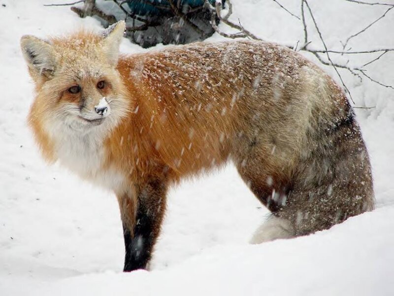 Red Fox in Snow — White, Cold, Winter, Photograph