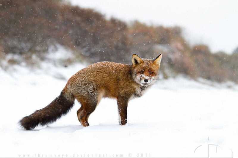 Red Fox in Snow — White, Cold, Winter, Photograph, Trees
