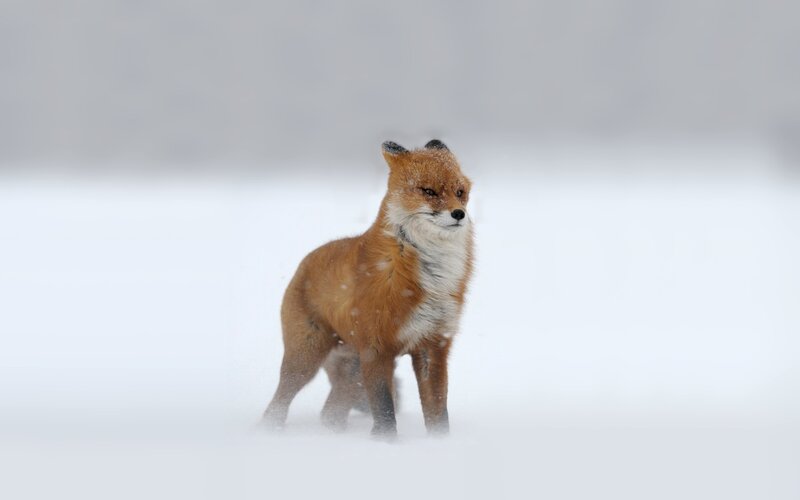 Red Fox in Snow — White, Cold, Winter, Photograph, Wind