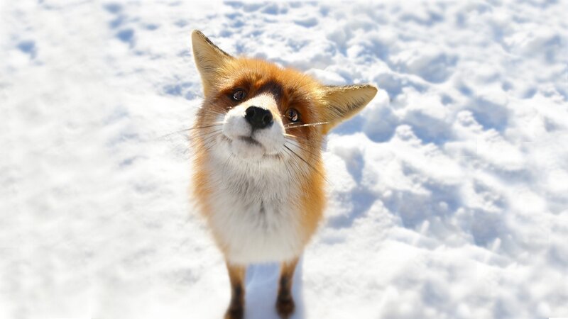 Red Fox in Snow — White, Curious
