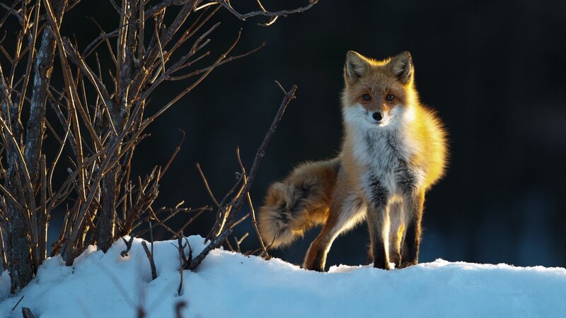 Red Fox in Snow — White, Dramatic