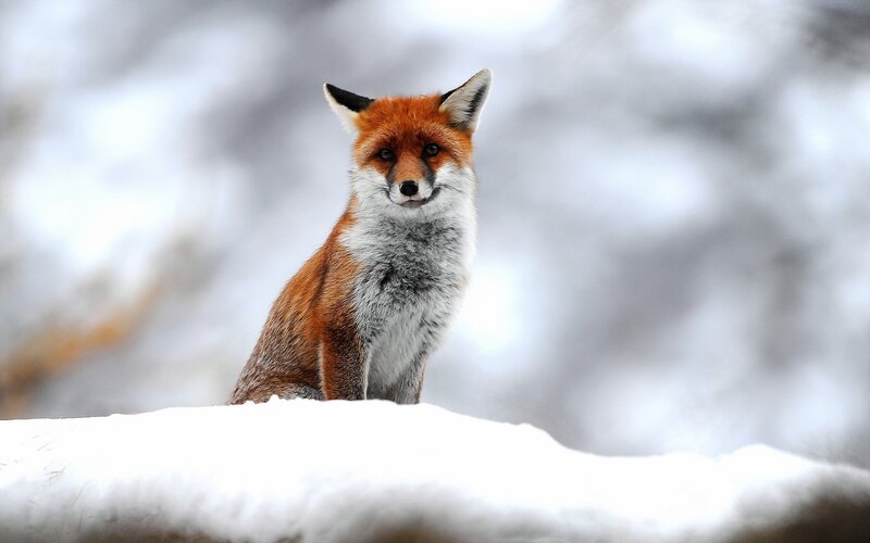 Red Fox in Snow — White, Forest