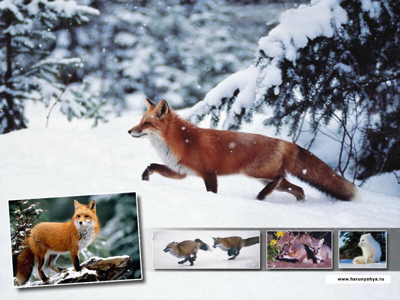 Red Fox in Snow — White, Natural