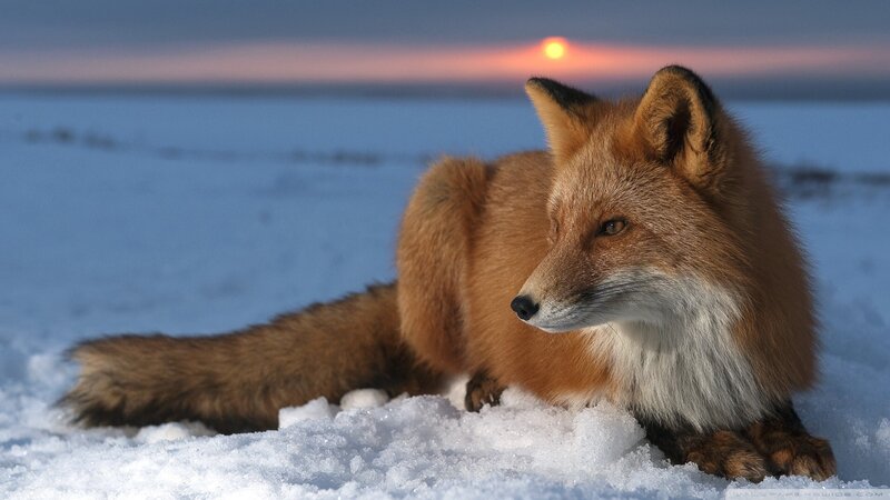 Red Fox in Snow — White, Serene, Sunset
