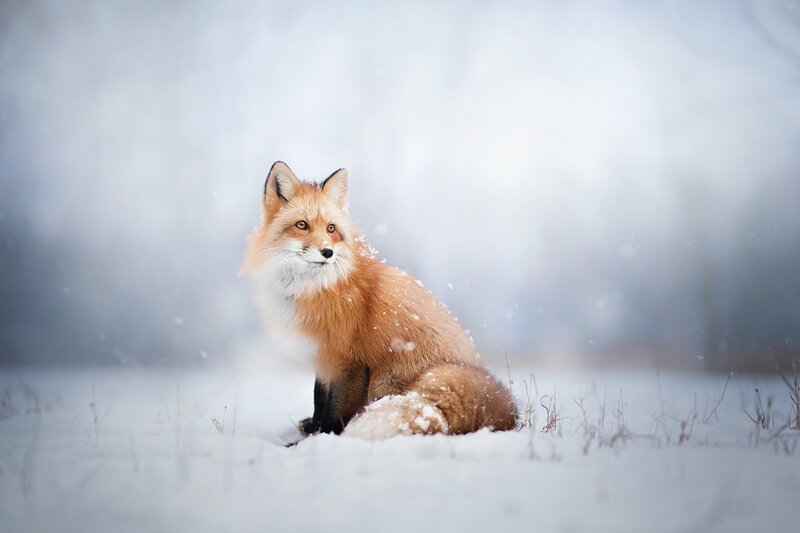 Red Fox in Snow — White, Serene, Winter, Photograph, Grass
