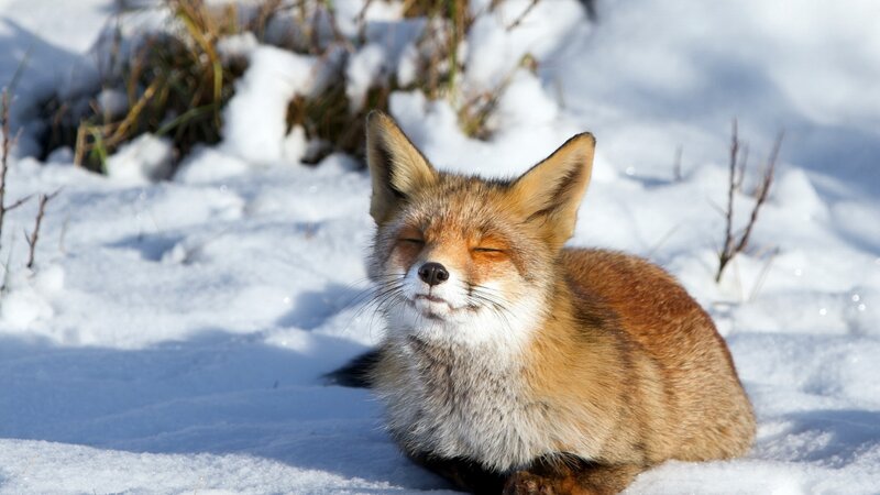 Red Fox in Snow — White, Serene, Winter, Photograph