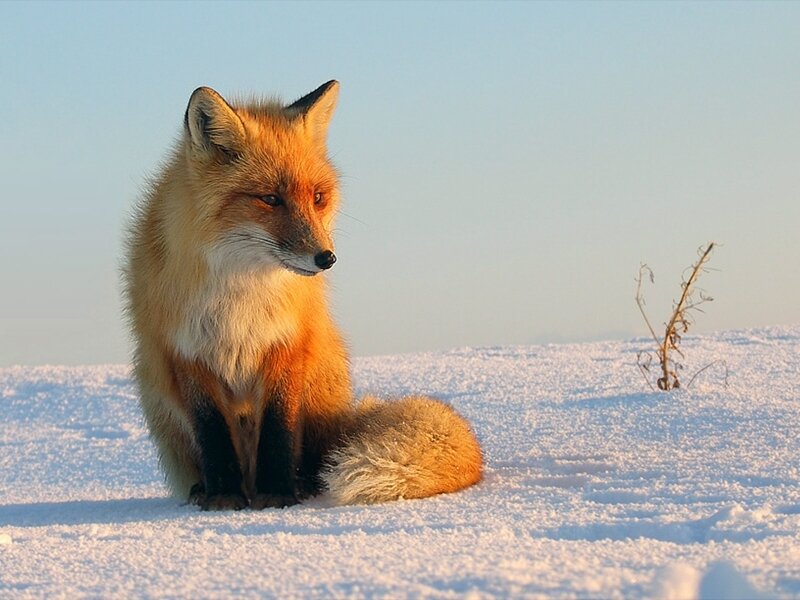 Red Fox in Snow — White, Serene, Winter