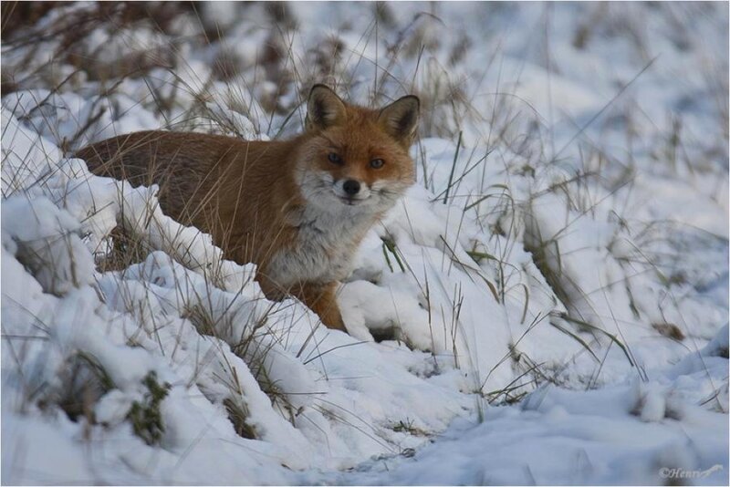 Red Fox in Snow — White