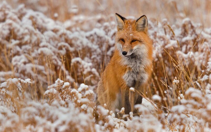 Red fox in snowy field