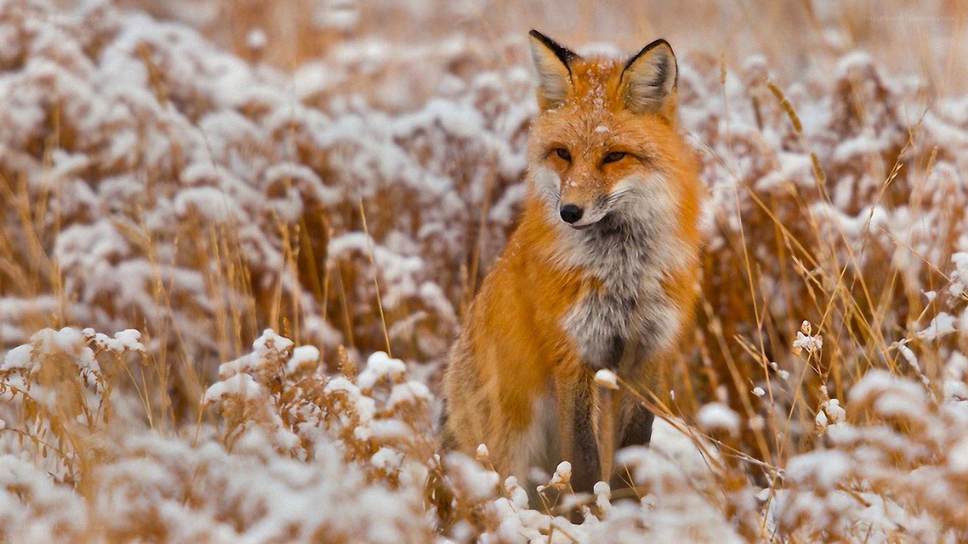 Red fox in snowy field
