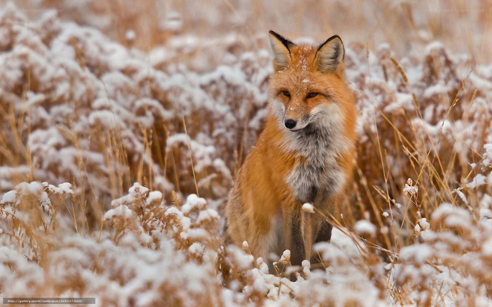 Red fox in snowy field