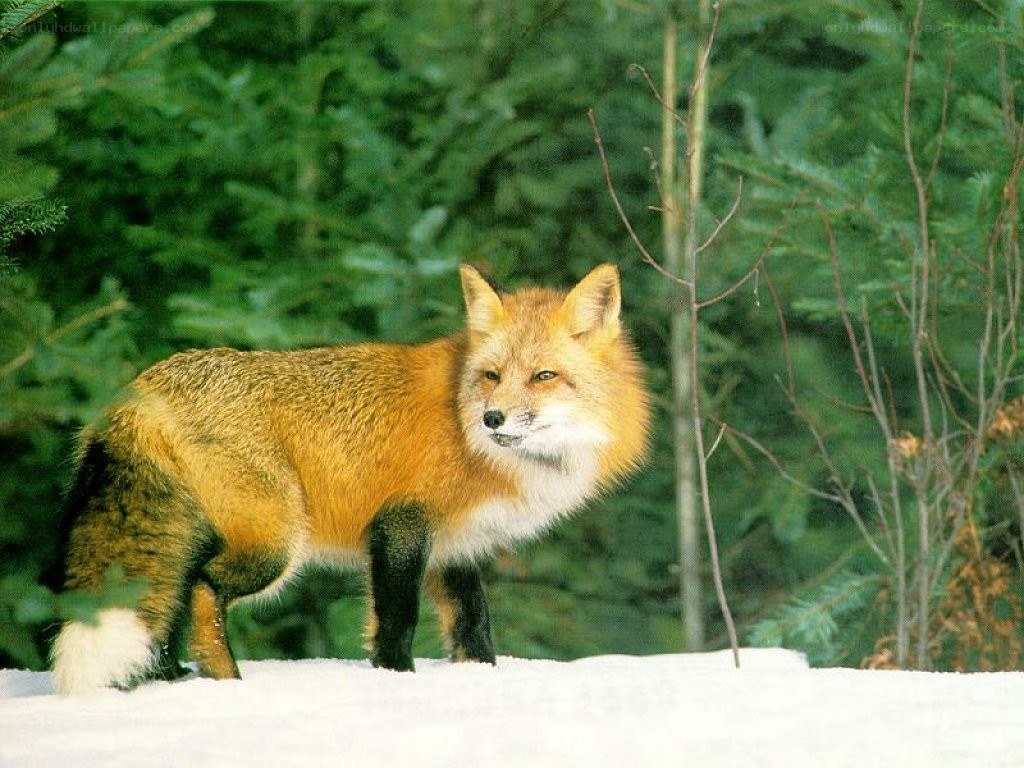 Red fox in snowy forest