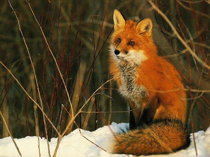 Red fox in snowy forest