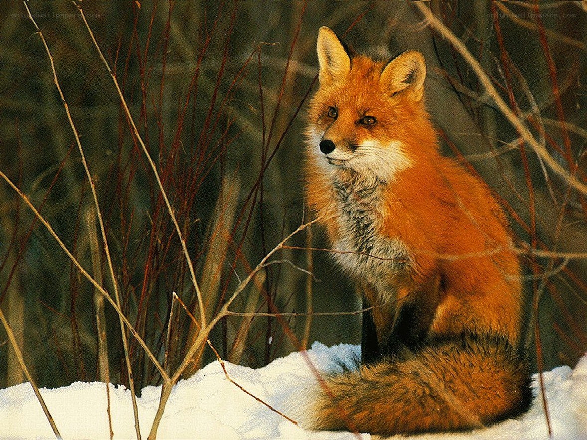Red fox in snowy forest