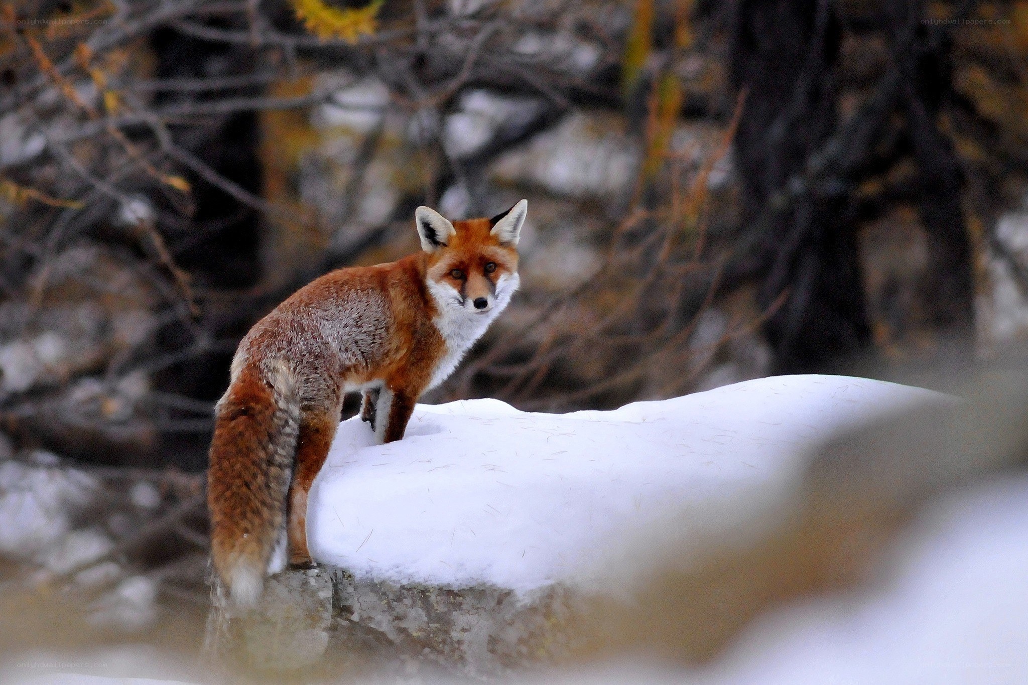 Red fox in snowy forest