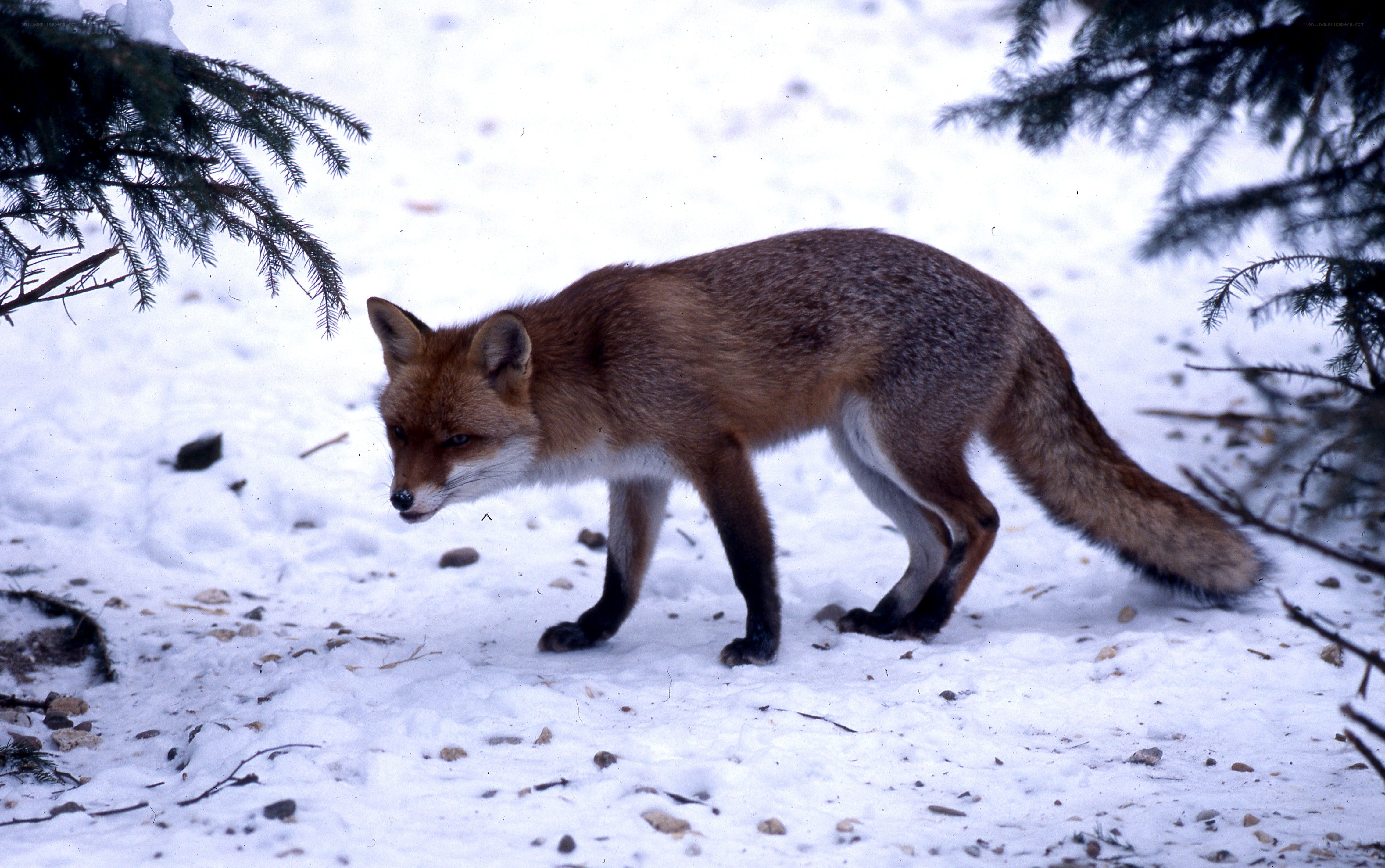 Red fox in snowy forest