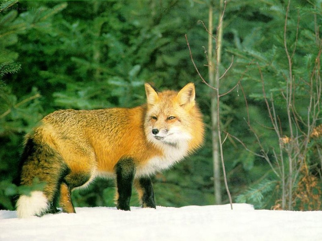 Red fox in snowy forest