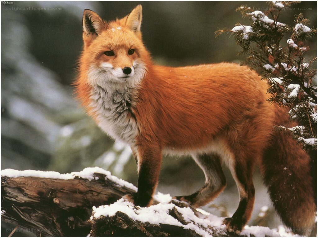 Red fox in snowy forest
