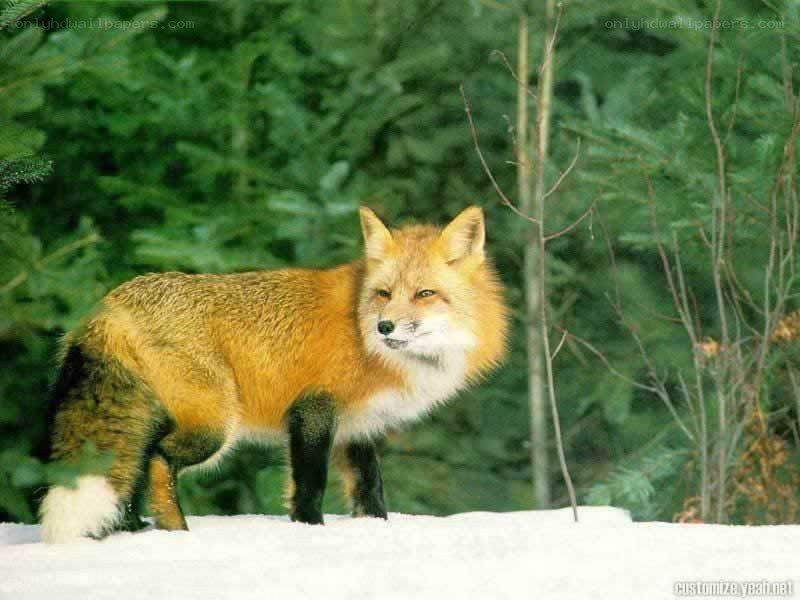 Red fox in snowy forest