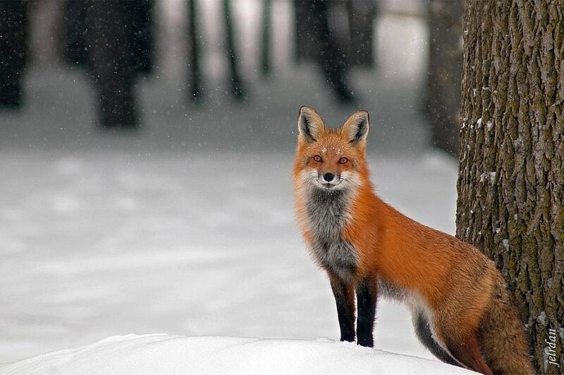 Red fox in snowy forest