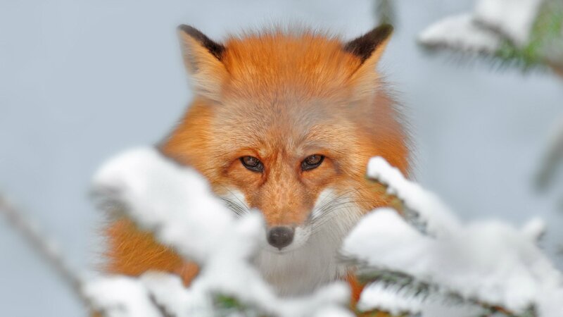 Red fox in snowy forest