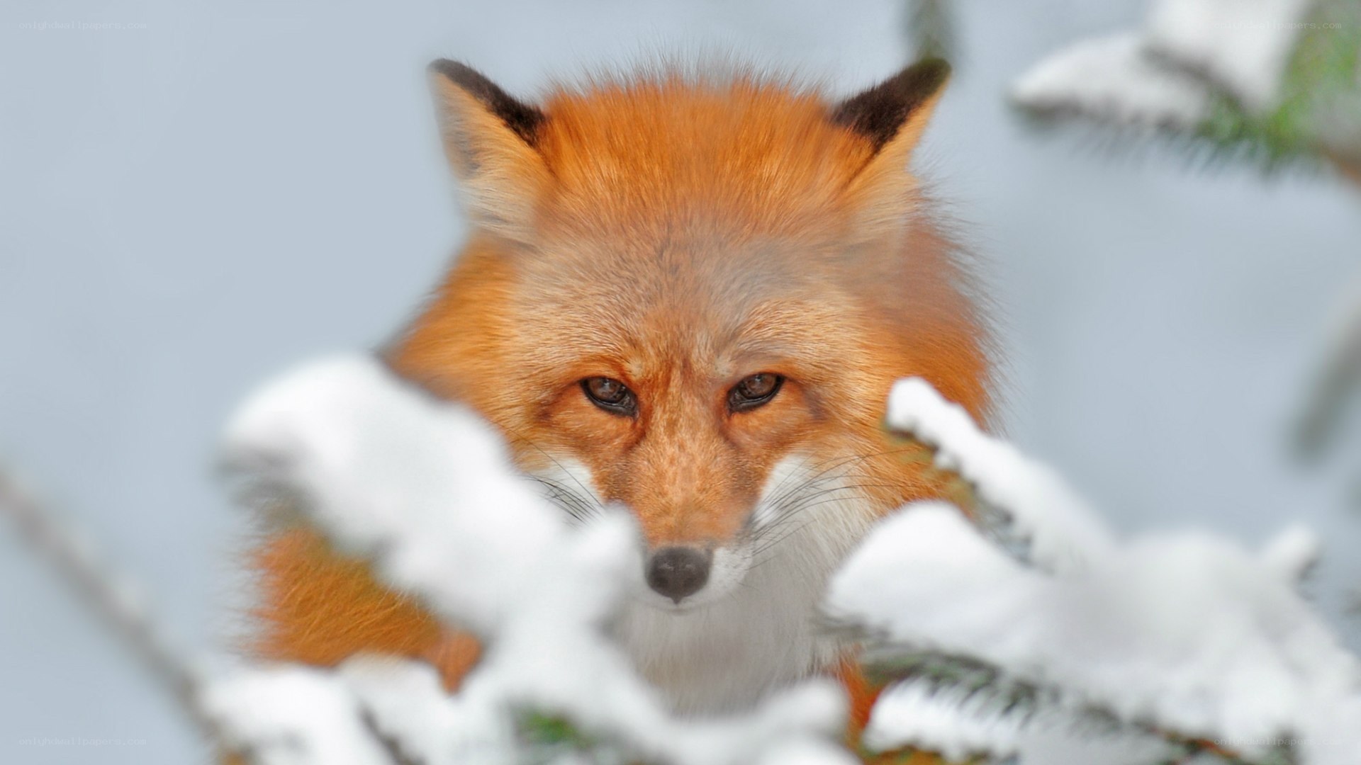 Red fox in snowy forest