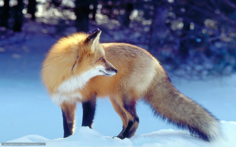 Red fox in snowy forest