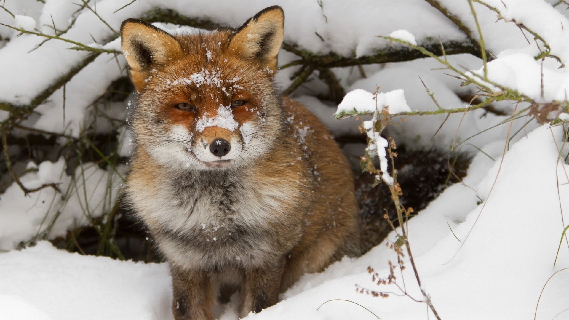 Red fox in snowy forest