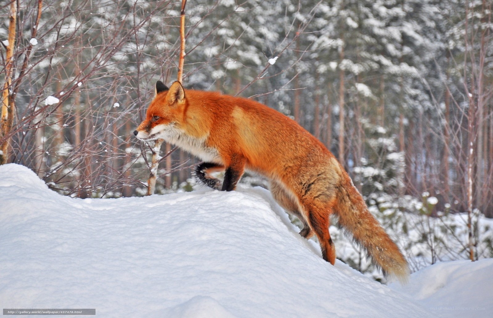 Red fox in snowy forest