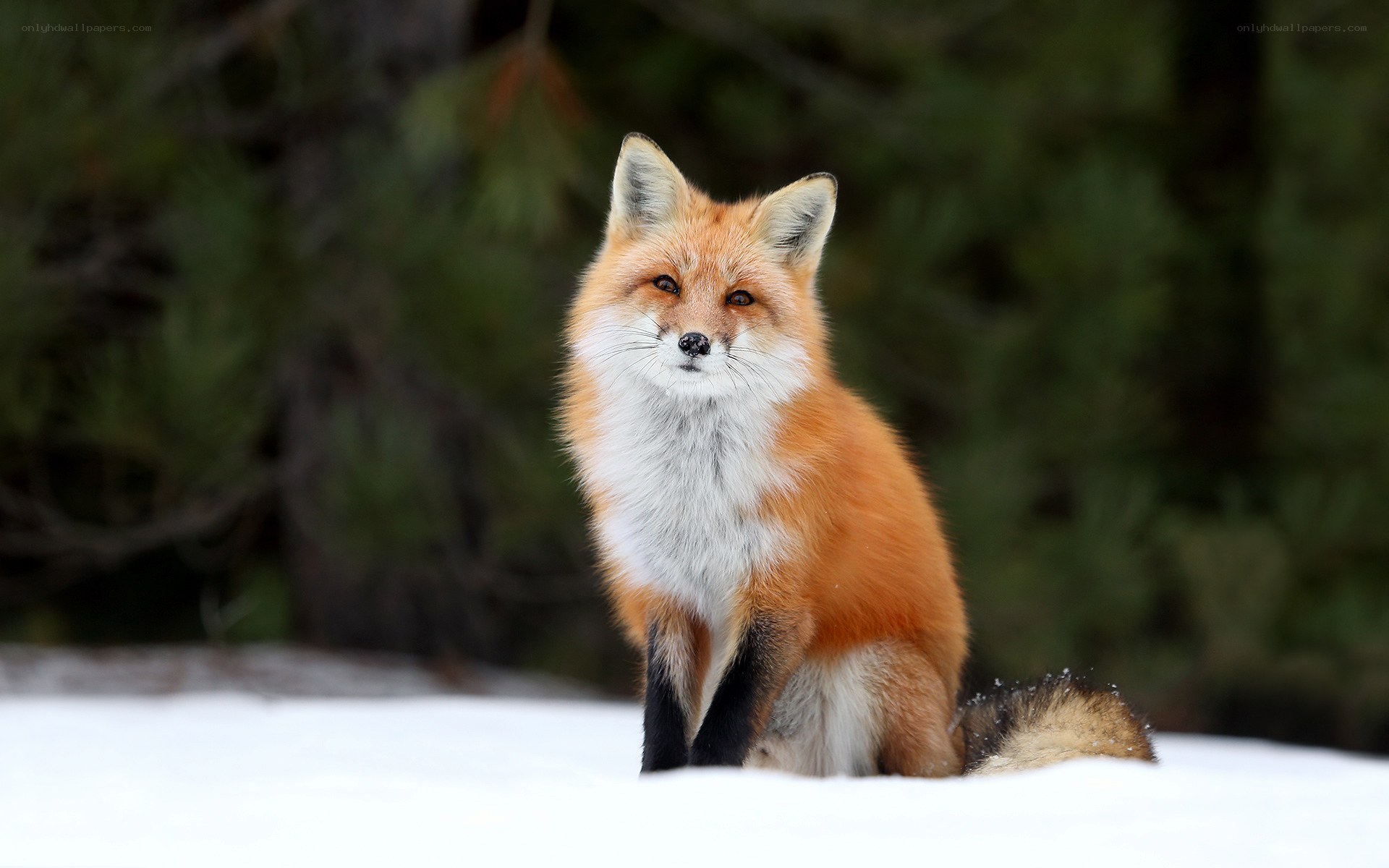 Red fox in snowy forest