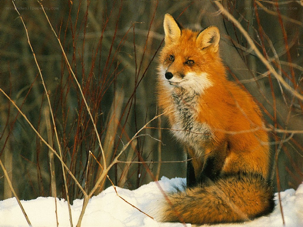 Red fox in snowy forest