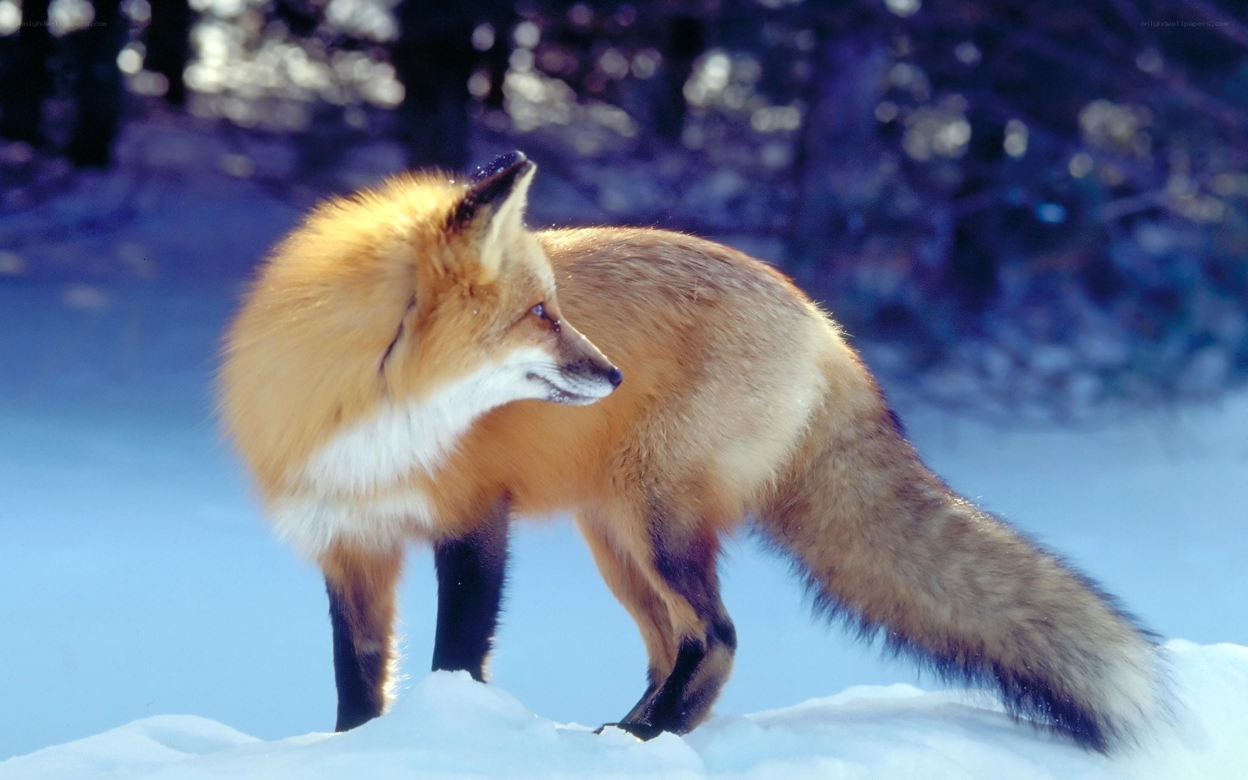Red fox in snowy forest