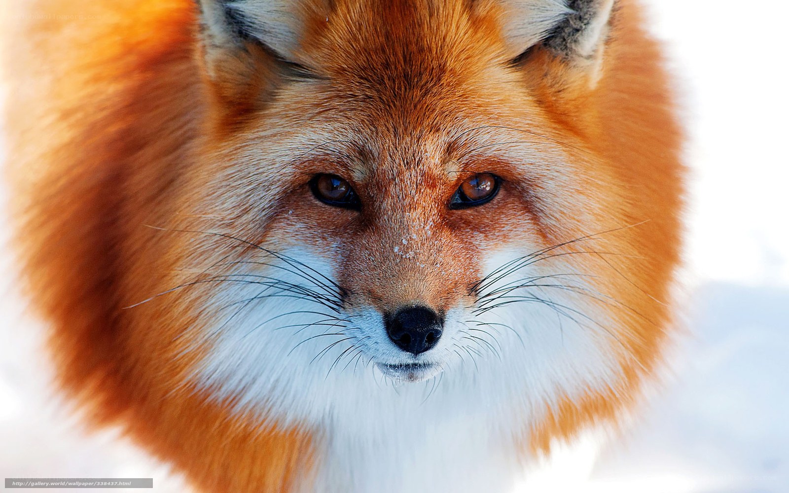 Red fox in snowy landscape
