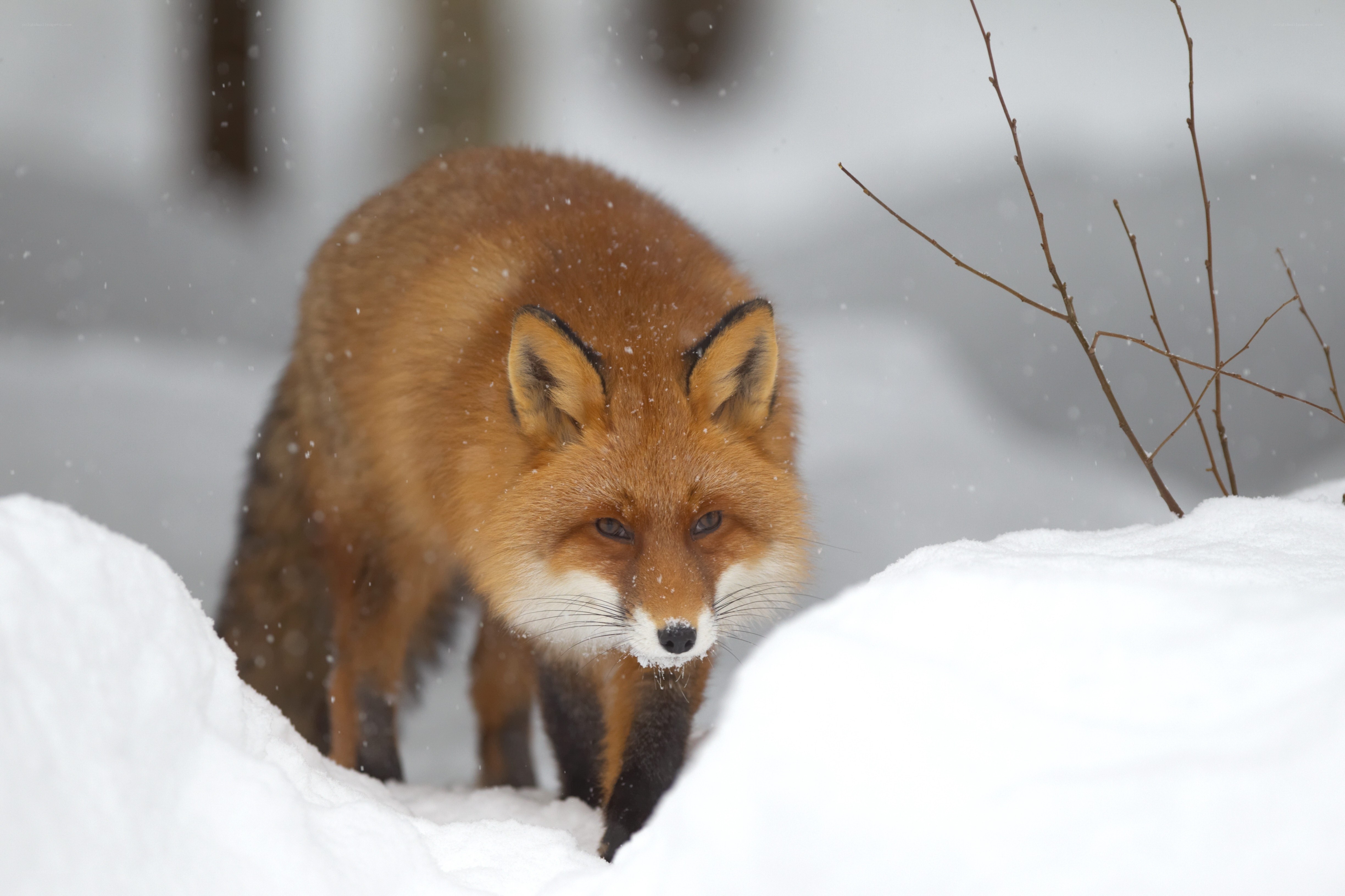 Red fox in snowy landscape