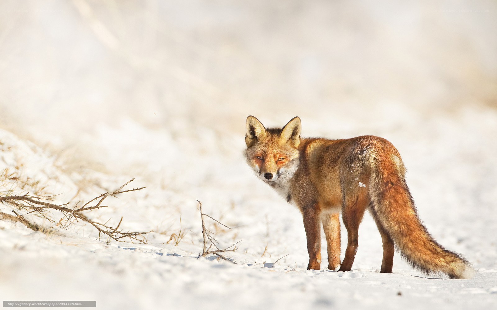Red fox in snowy landscape