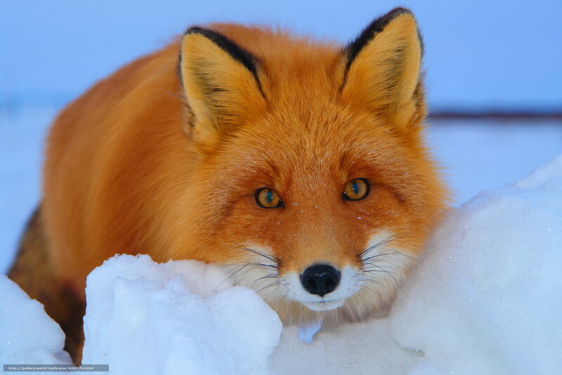 Red fox in snowy landscape