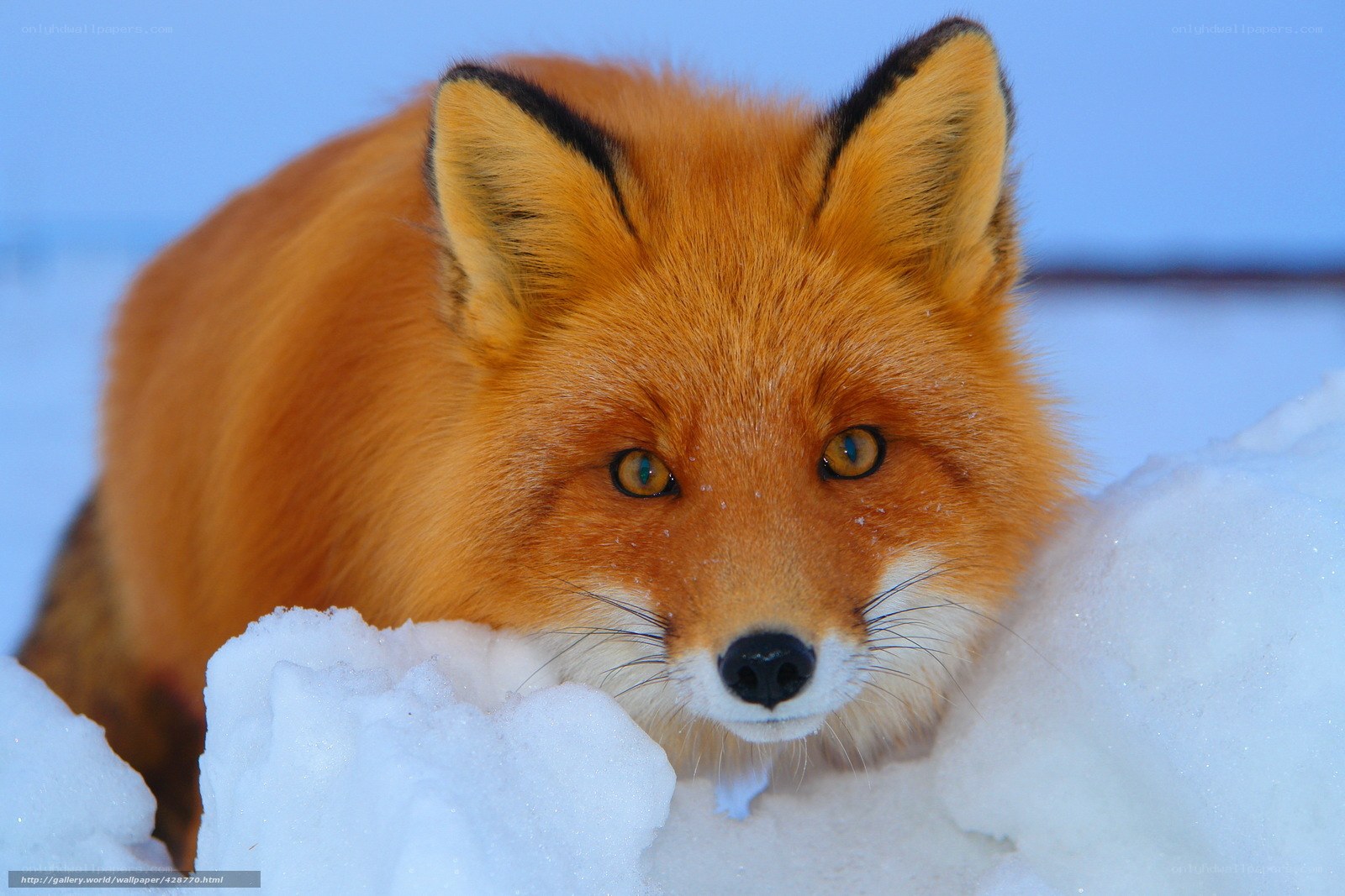 Red fox in snowy landscape