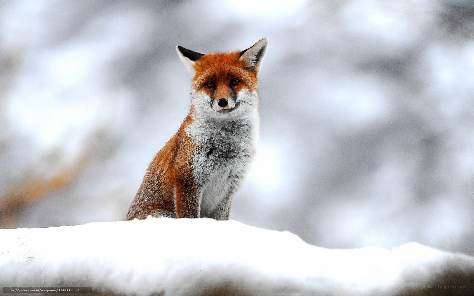 Red fox in snowy landscape