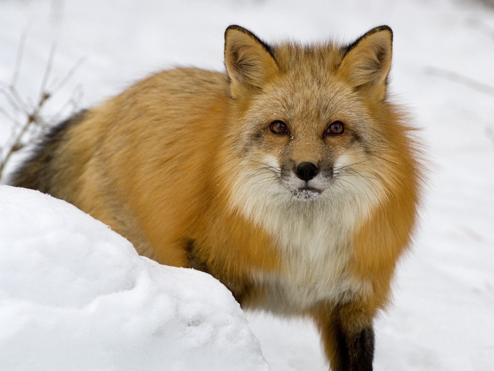 Red fox in snowy landscape