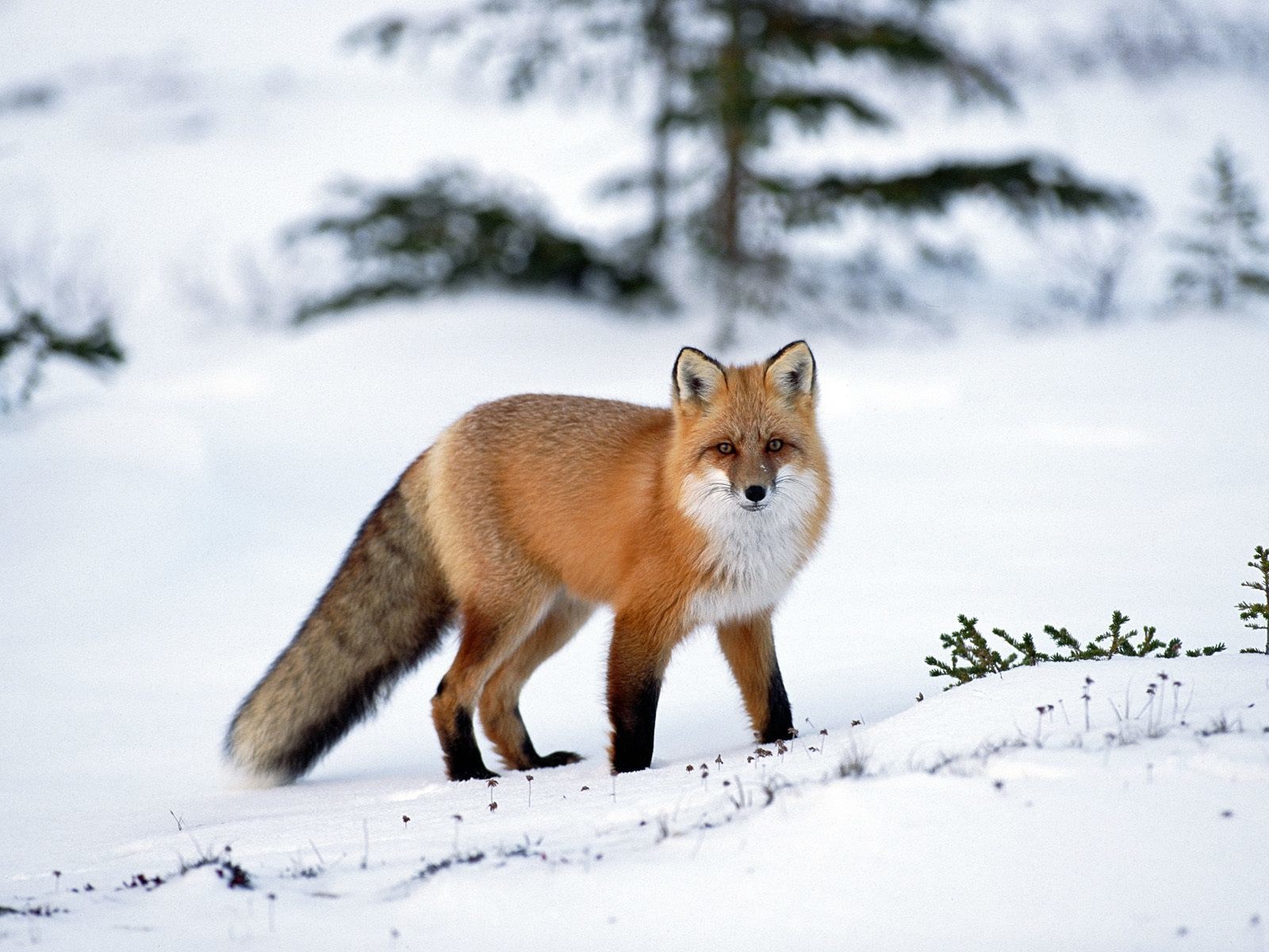 Red fox in snowy landscape