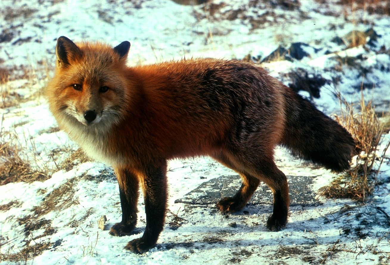 Red fox in snowy landscape