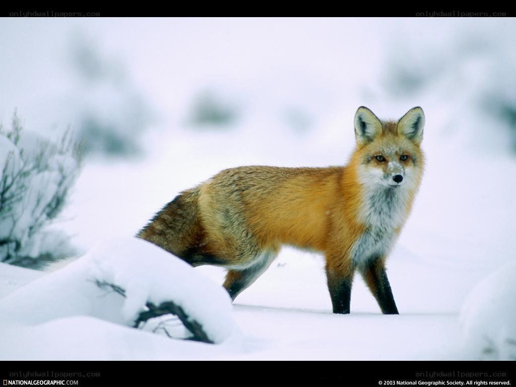 Red fox in snowy landscape