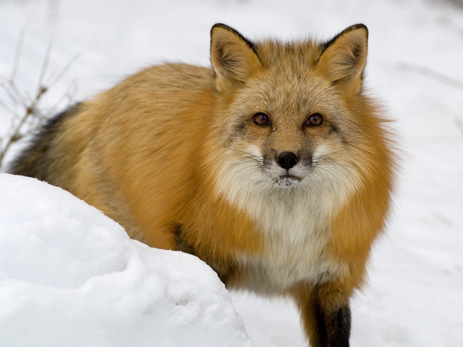 Red fox in snowy landscape