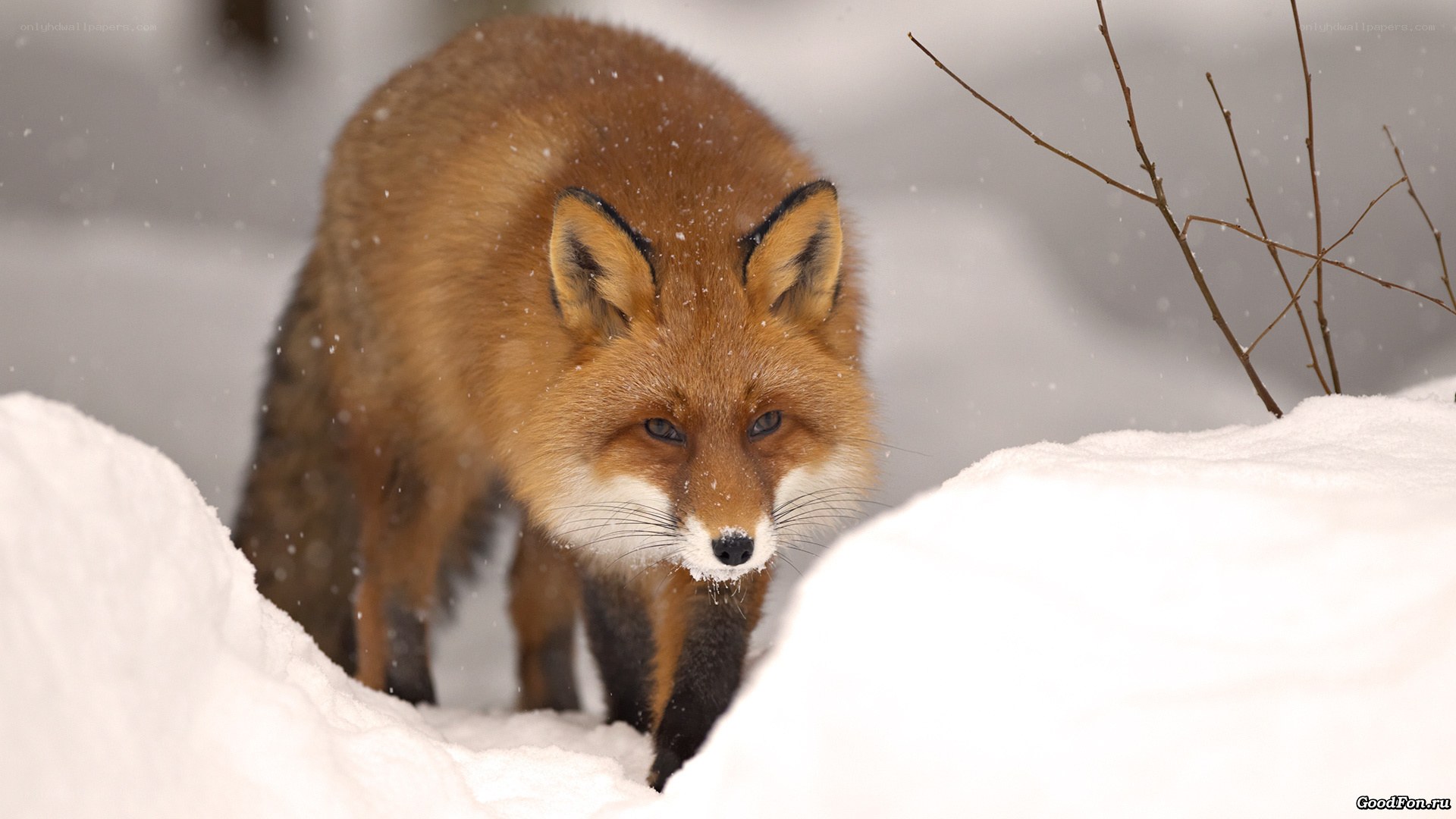 Red fox in snowy landscape