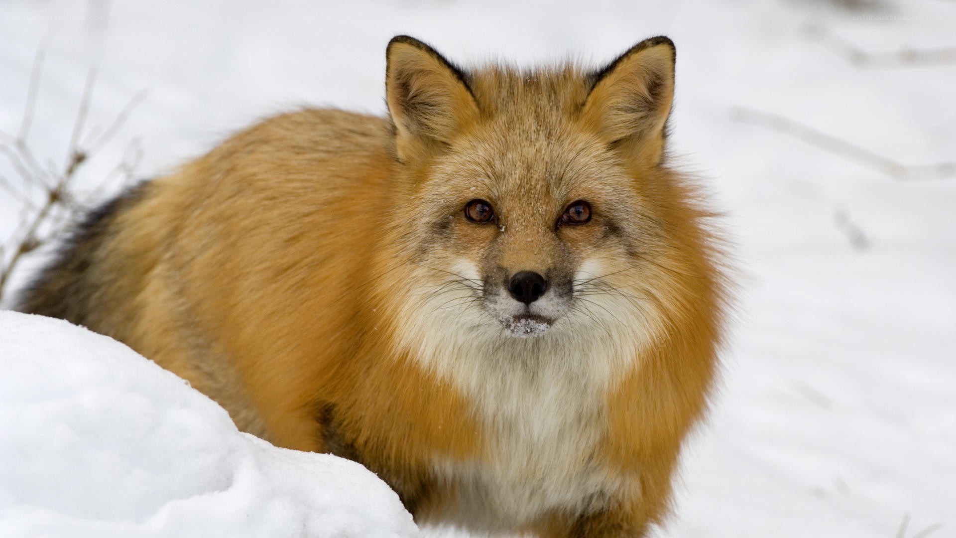 Red fox in snowy landscape