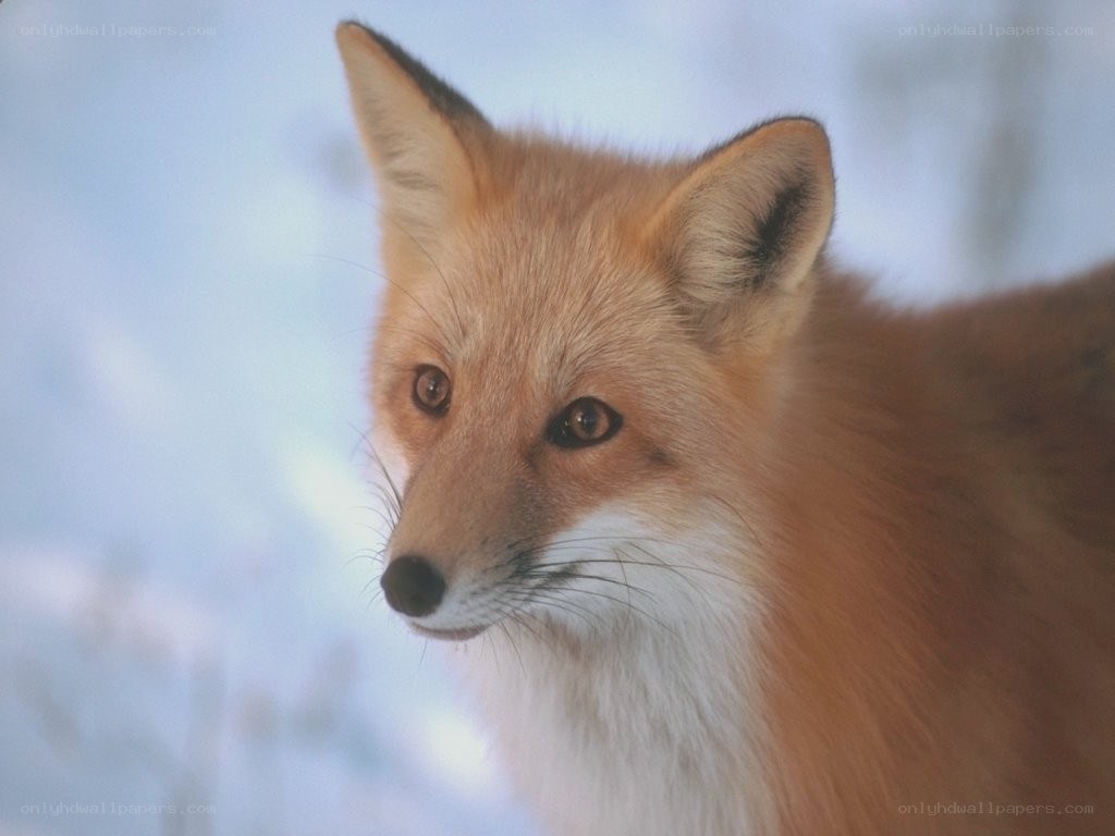 Red fox in snowy landscape