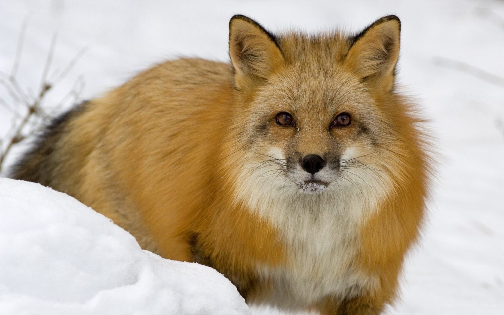 Red fox in snowy landscape
