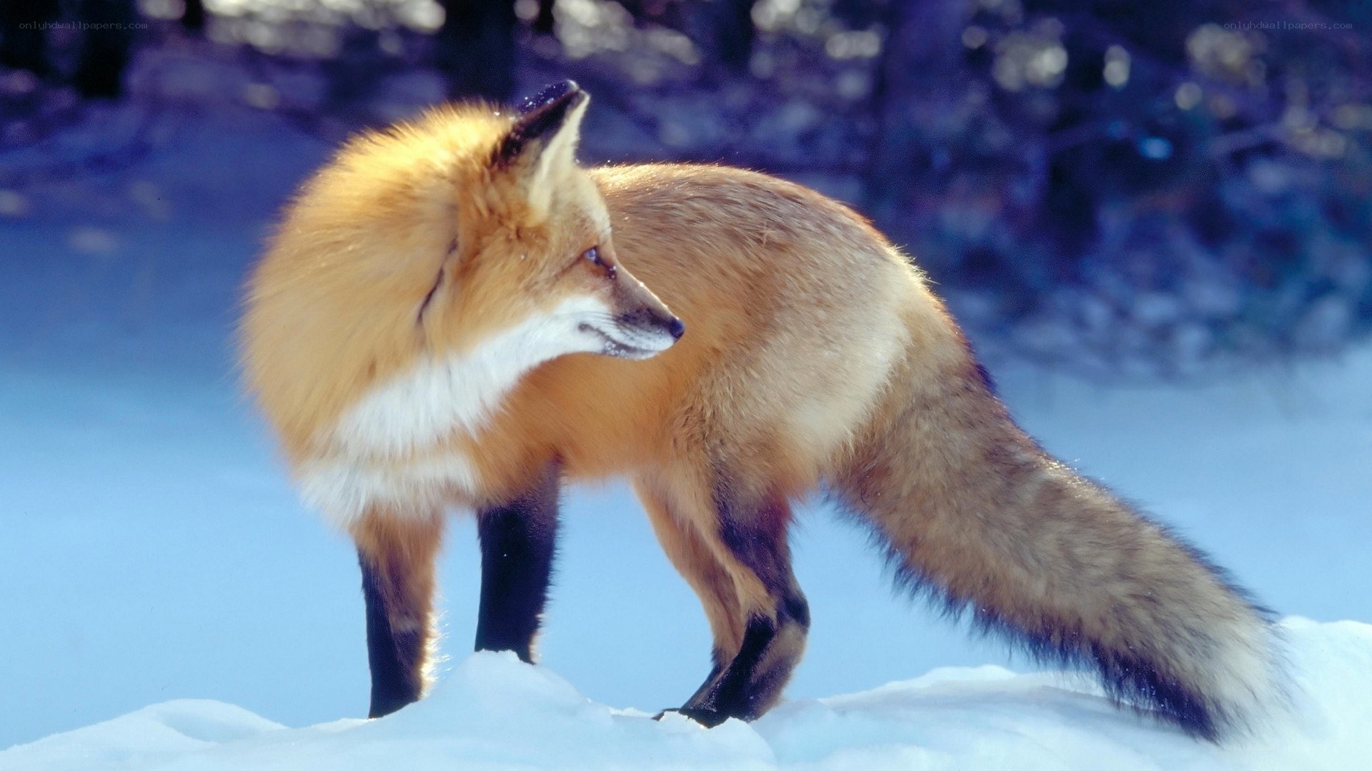 Red fox in snowy landscape