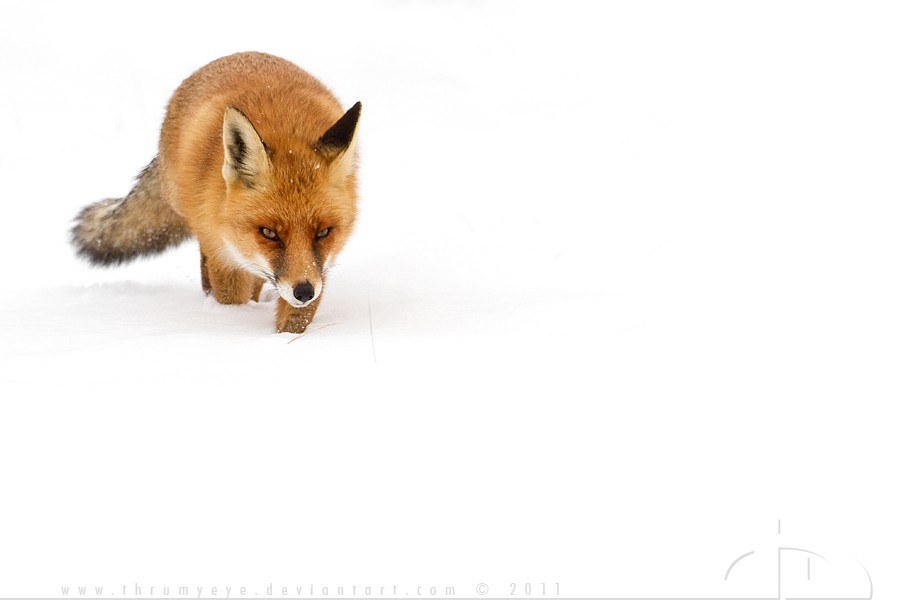 Red fox in snowy landscape