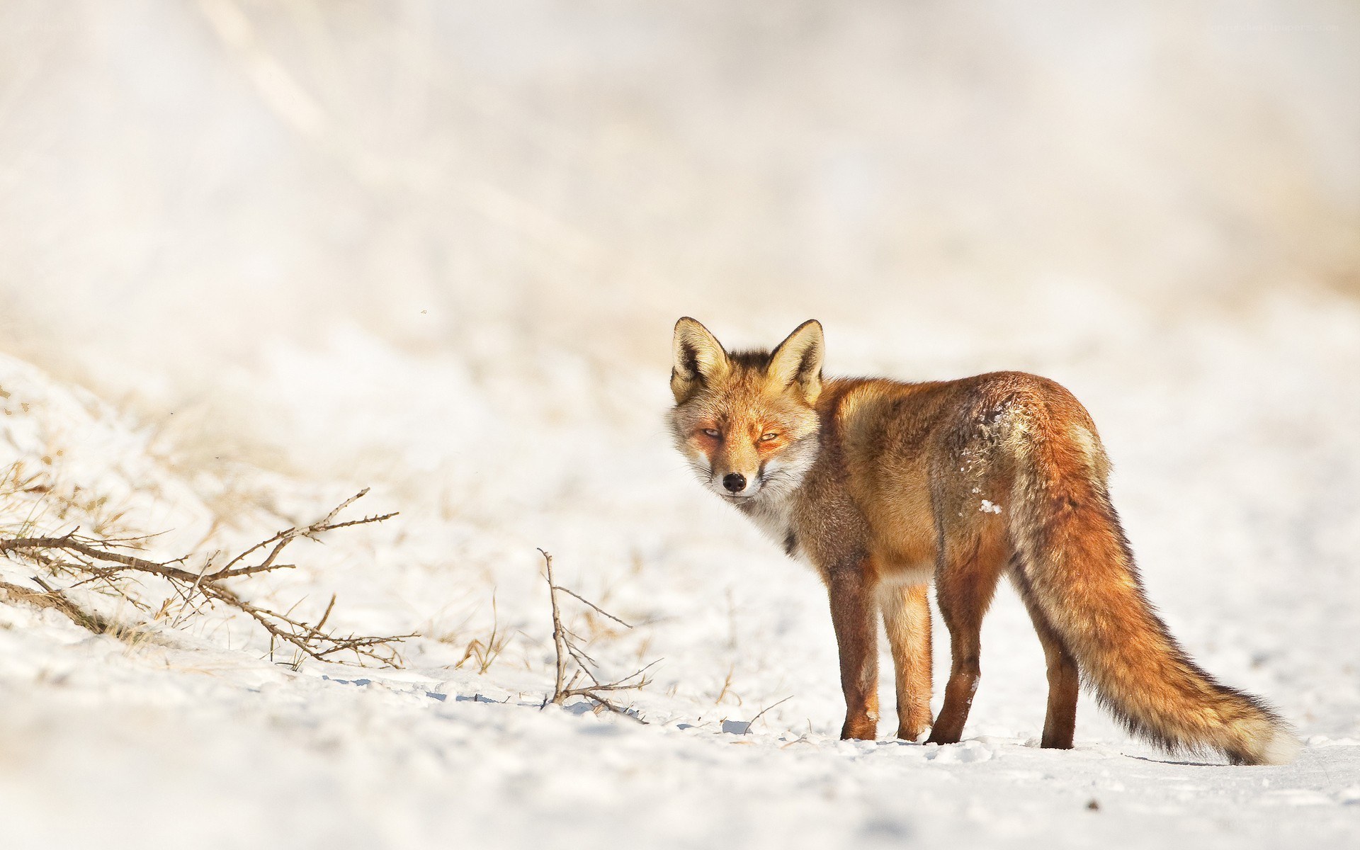 Red fox in snowy landscape